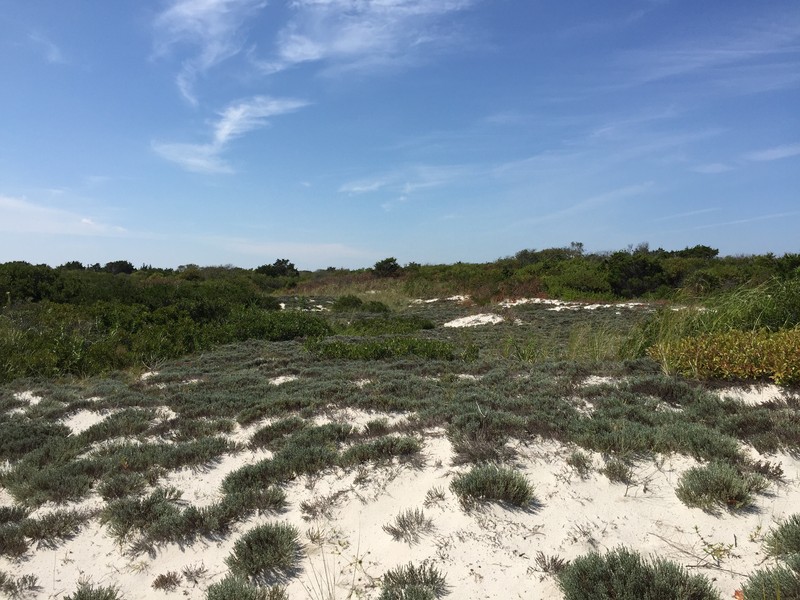 Pine Barren Goldenheather photo 4
