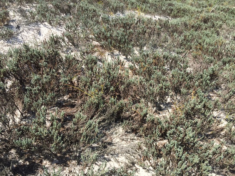 Pine Barren Goldenheather photo 5