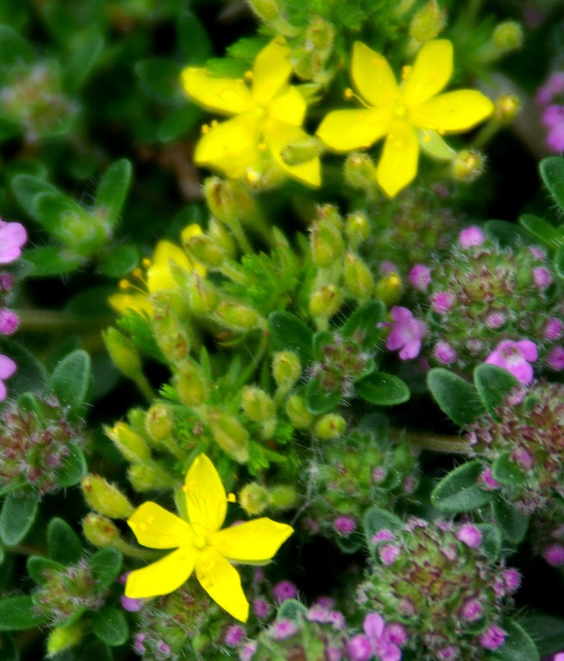 Pine Barren Goldenheather