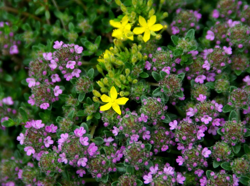 Pine Barren Goldenheather photo 6