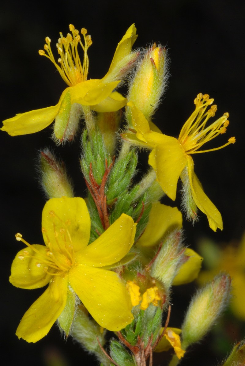 Pine Barren Goldenheather