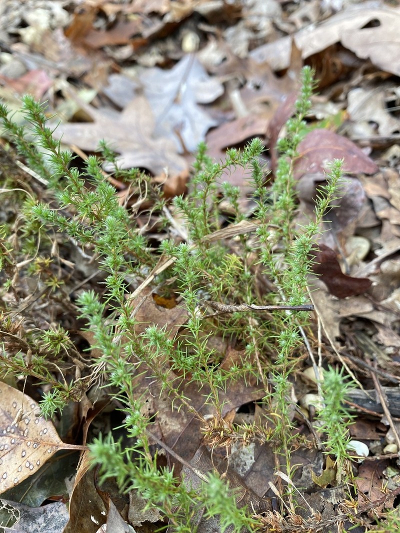 Pine Barren Goldenheather photo 2