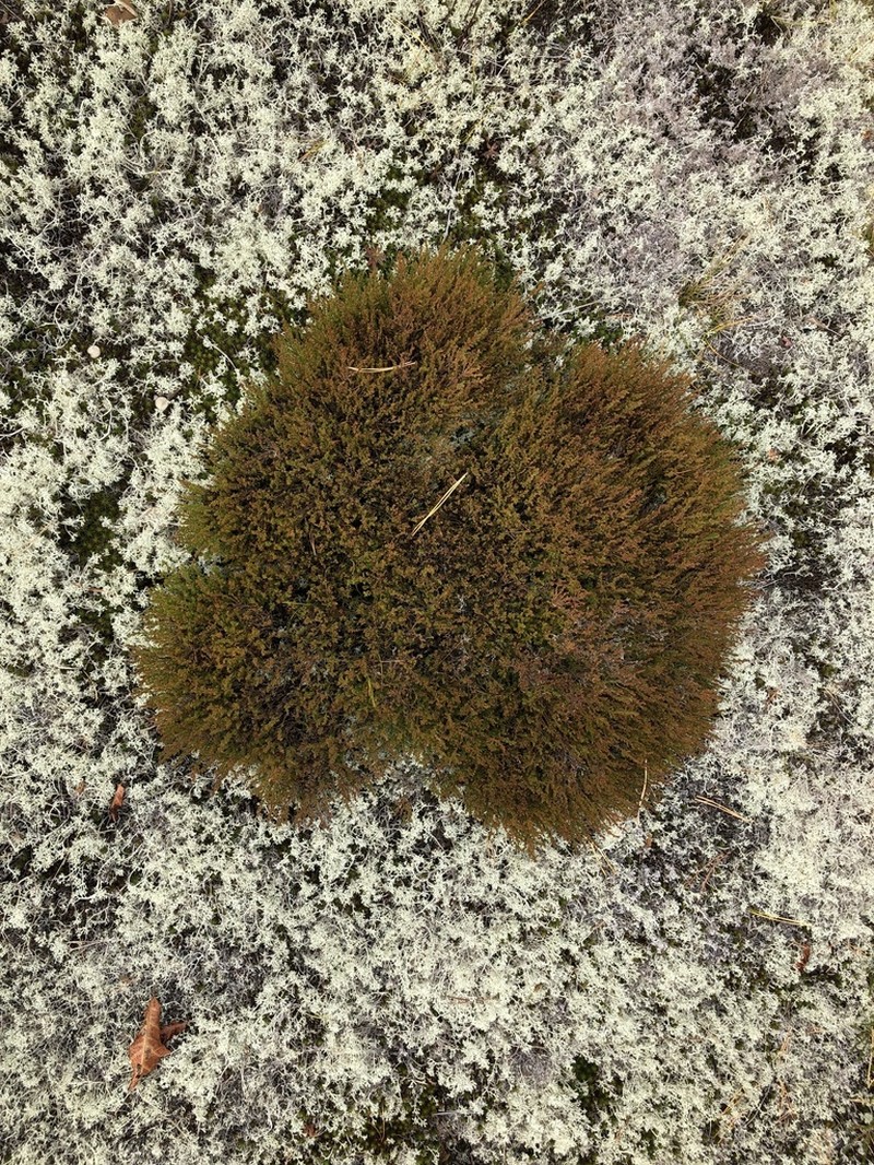 Pine Barren Goldenheather photo 3