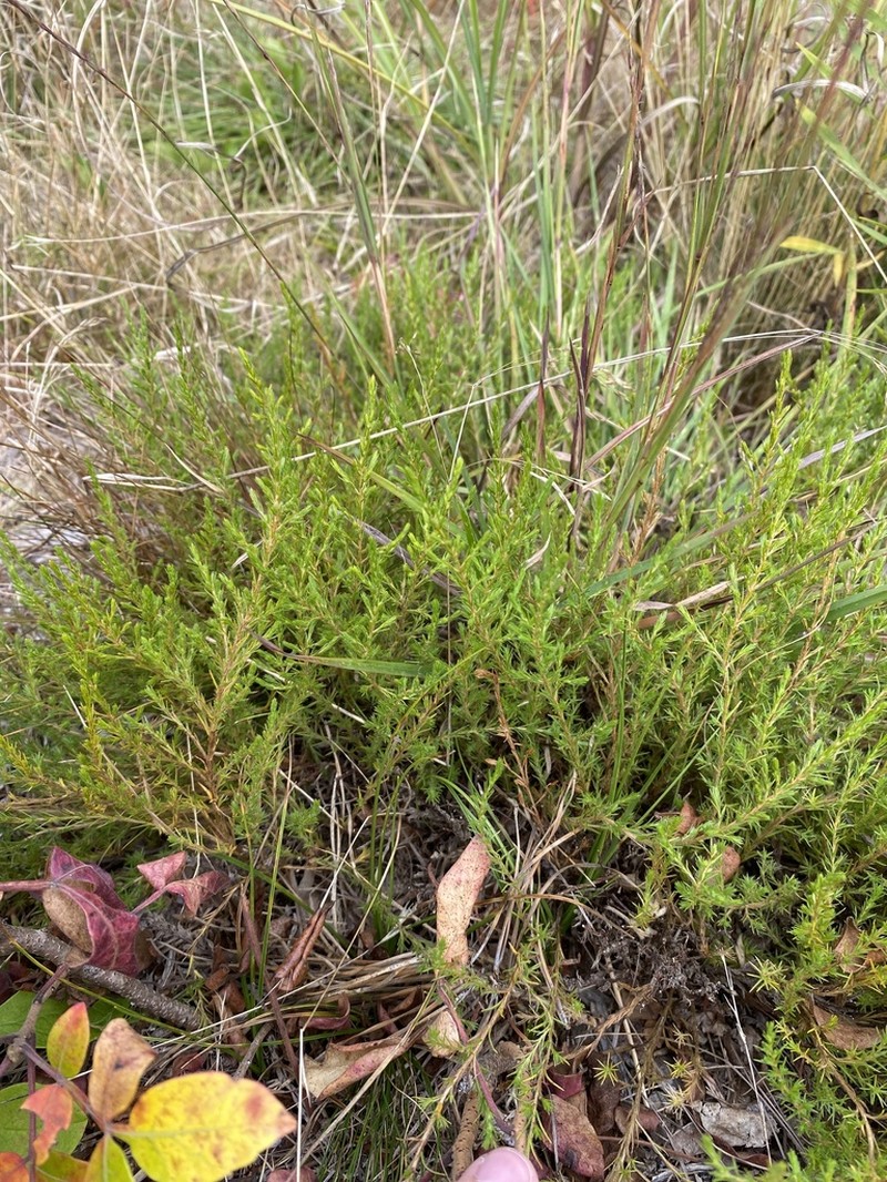 Pine Barren Goldenheather photo 4