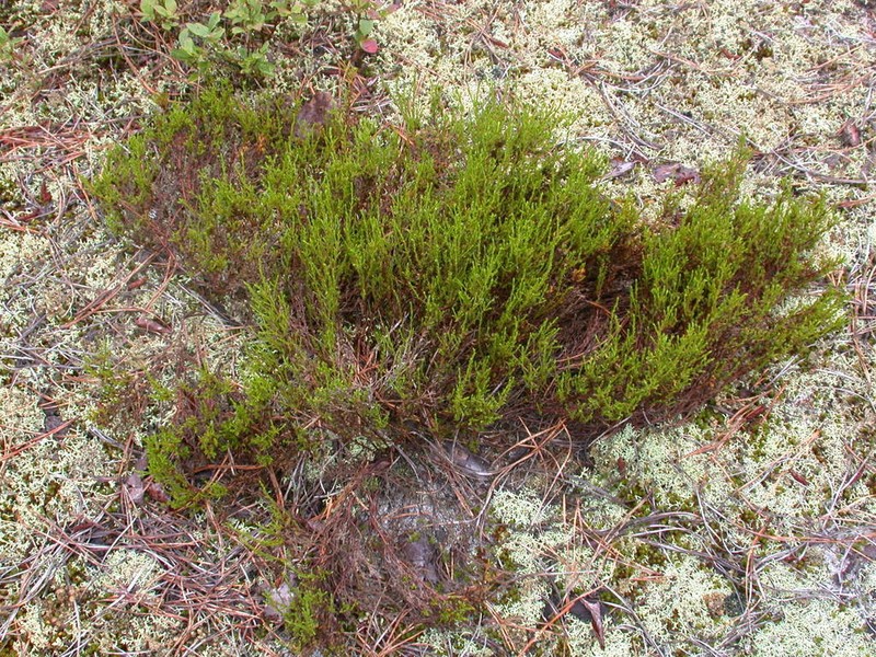 Pine Barren Goldenheather photo 5