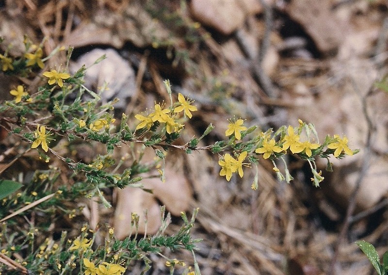 Pine Barren Goldenheather photo 6