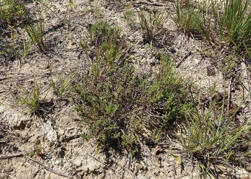 Pine Barren Goldenheather photo 7