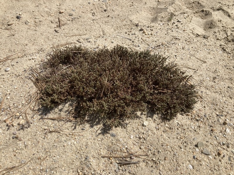 Pine Barren Goldenheather photo 8