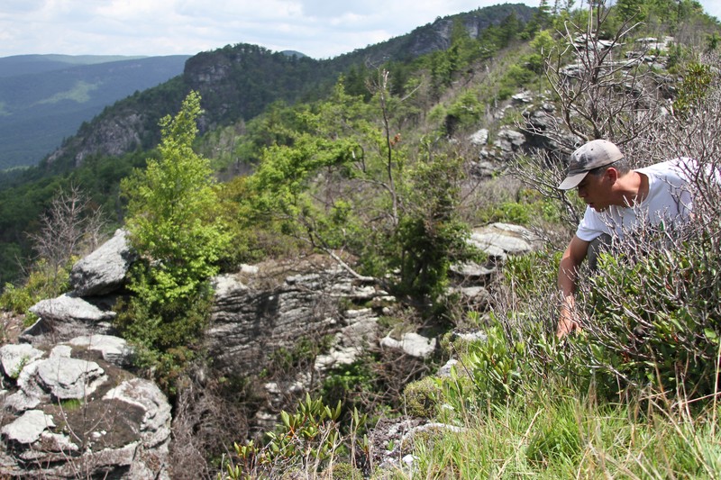 Mountain Goldenheather photo 2