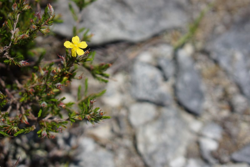 Mountain Goldenheather photo 3