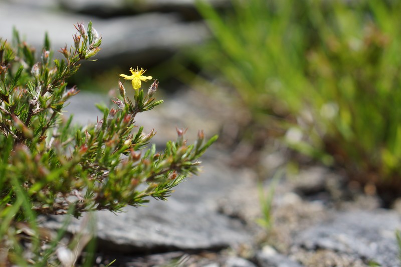 Mountain Goldenheather photo 4