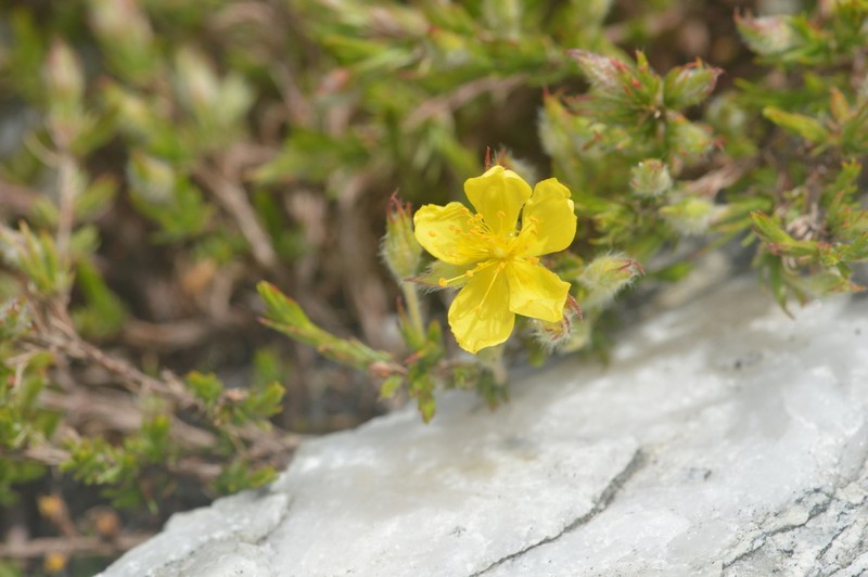 Mountain Goldenheather