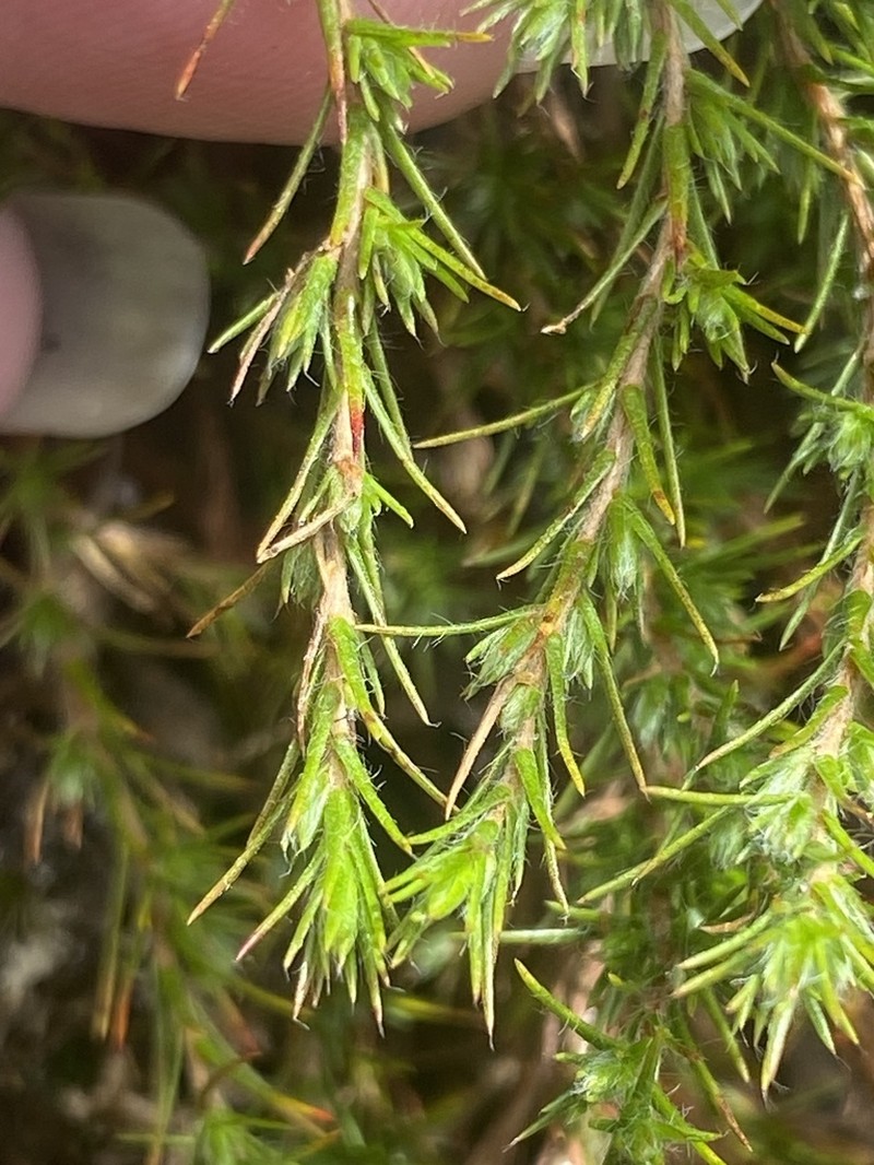 Mountain Goldenheather photo 2