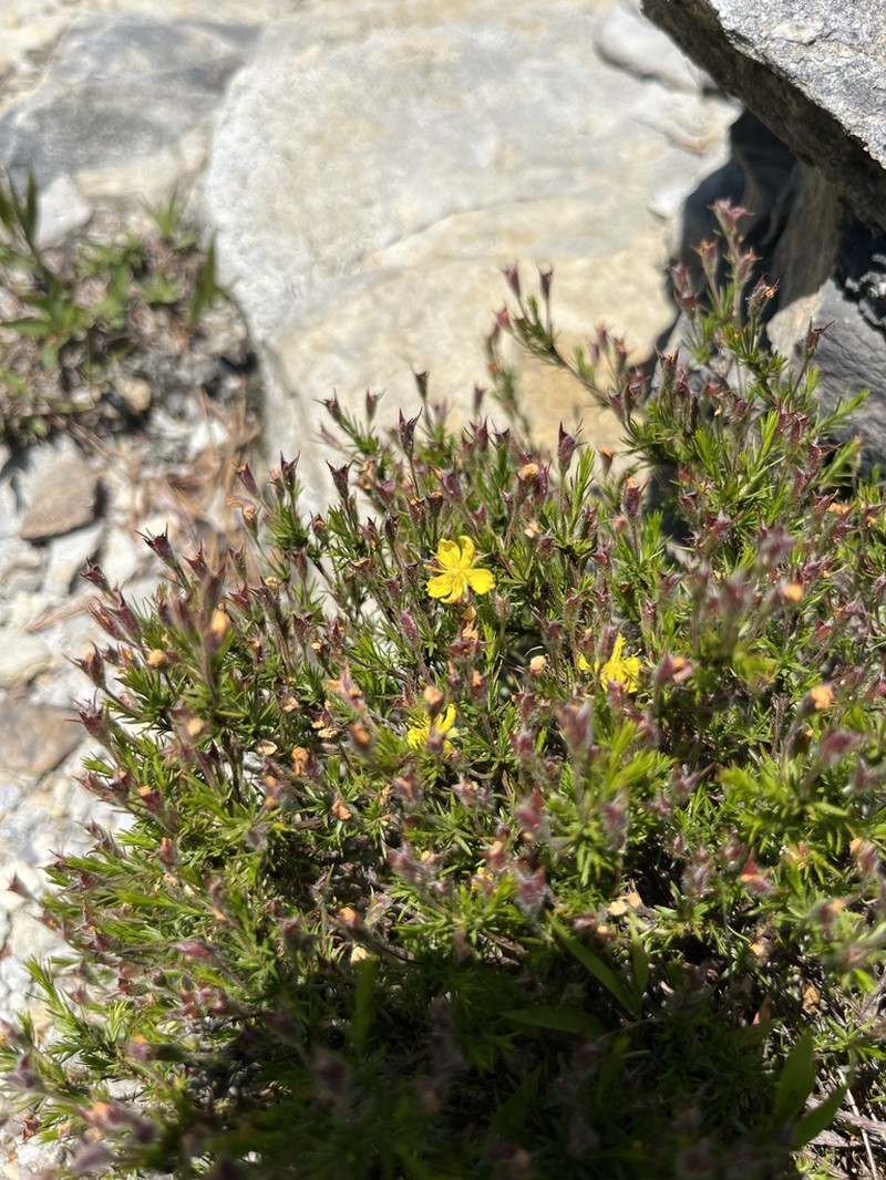 Mountain Goldenheather photo 3