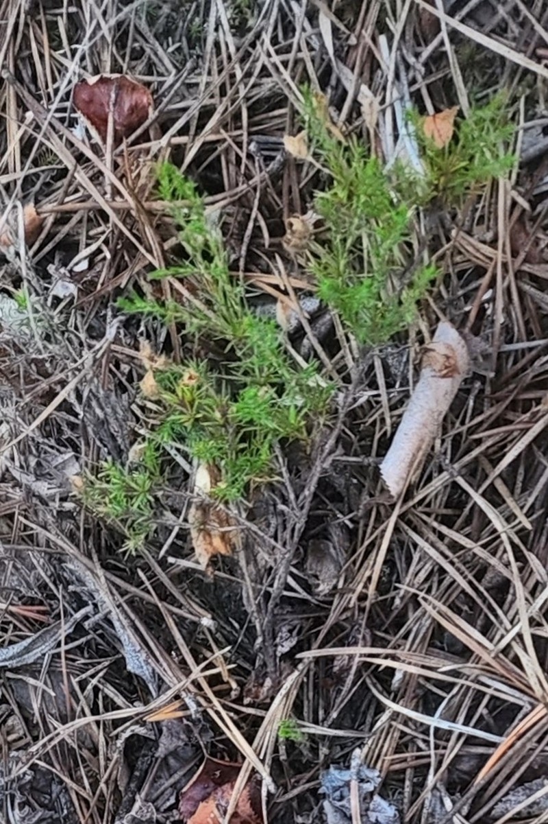 Mountain Goldenheather photo 4