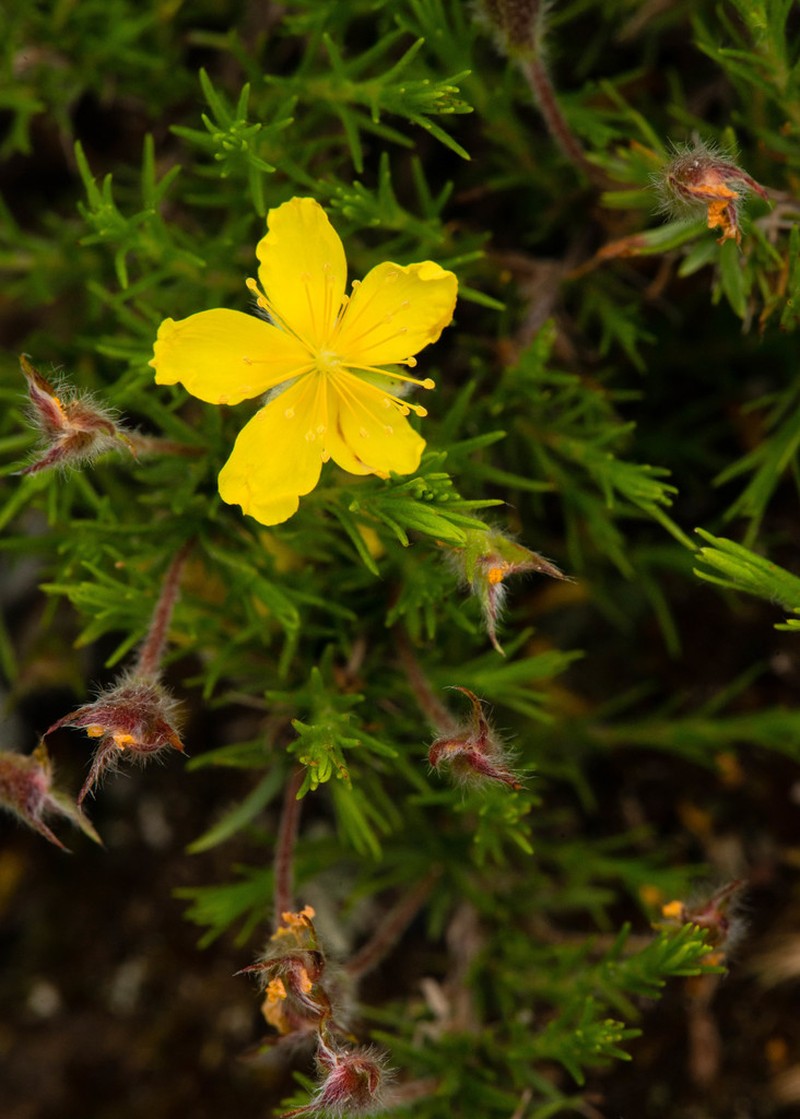 Mountain Goldenheather photo 5