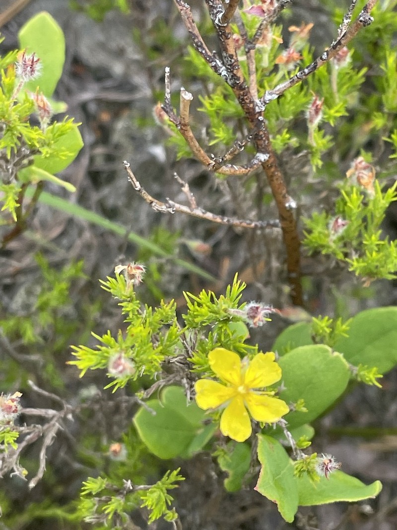 Mountain Goldenheather photo 6