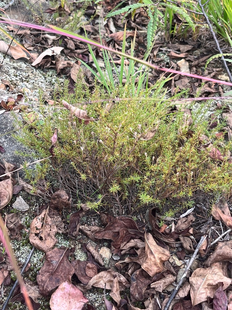 Mountain Goldenheather photo 7