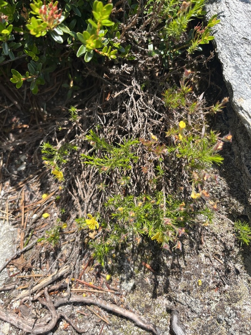 Mountain Goldenheather photo 8