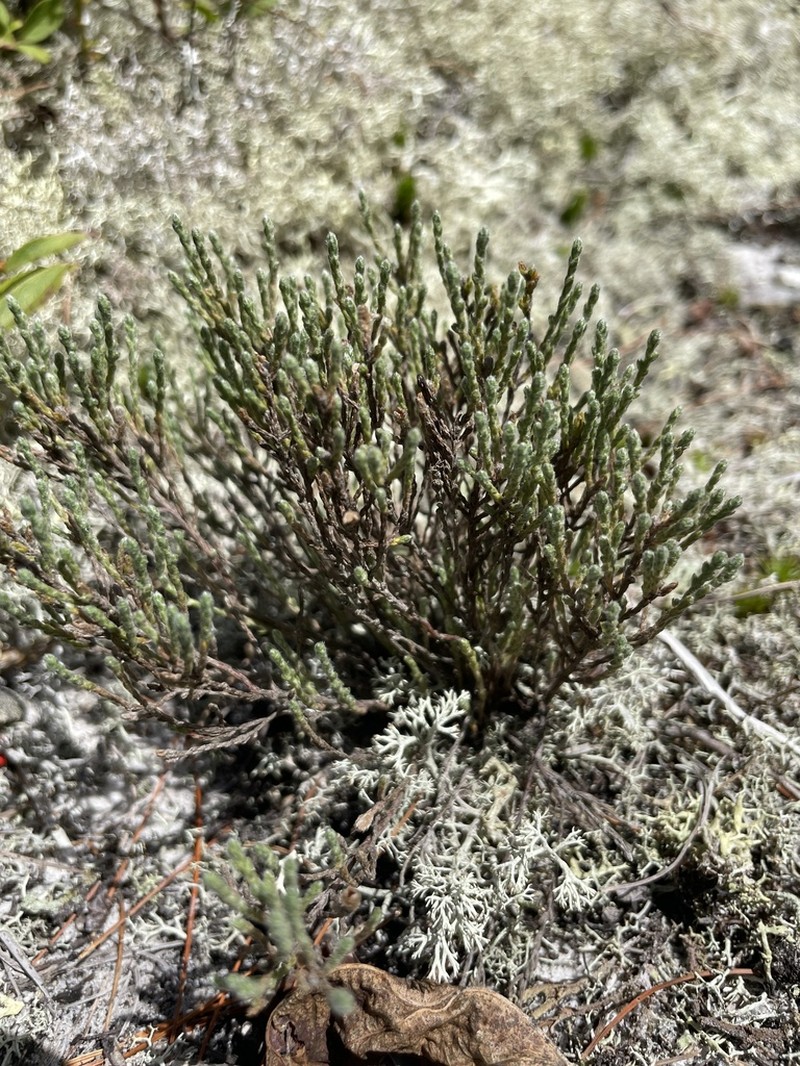 Woolly Beachheather
