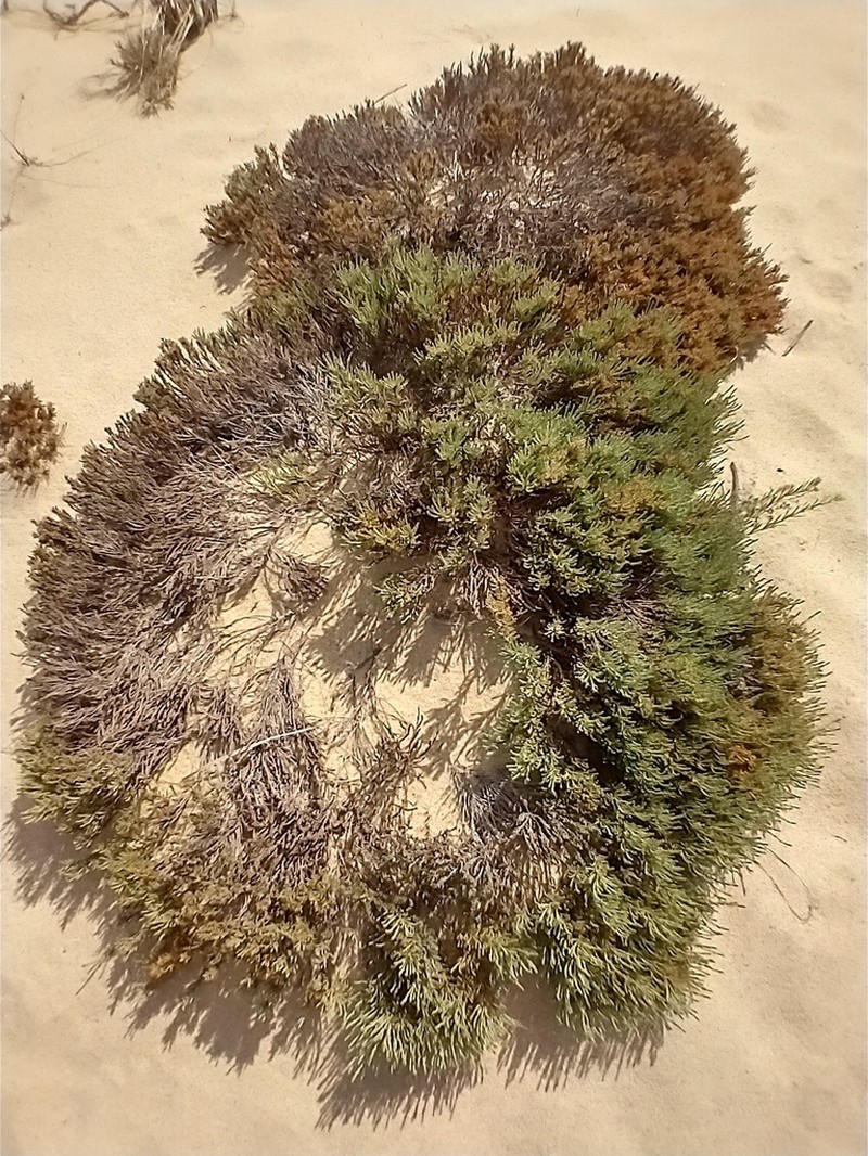 Woolly Beachheather photo 2