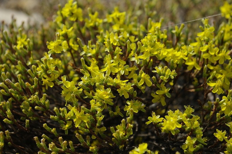Woolly Beachheather photo 3