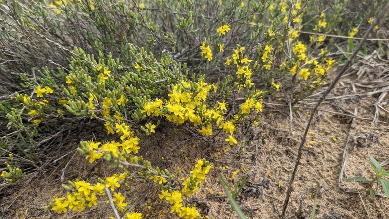 Woolly Beachheather photo 4