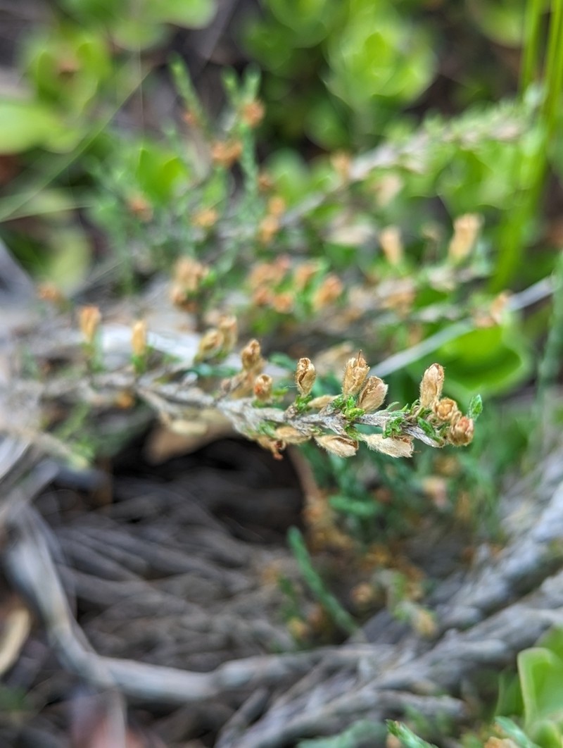 Woolly Beachheather photo 5