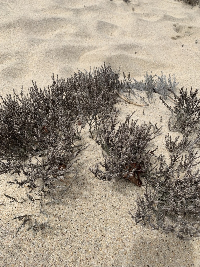 Woolly Beachheather photo 6