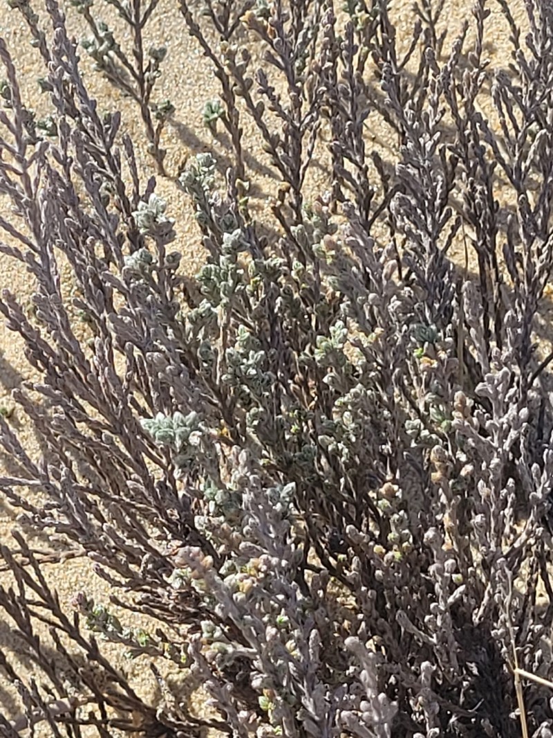 Woolly Beachheather photo 7