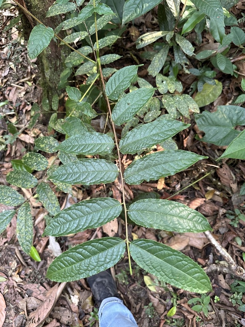 Huertea glandulosa