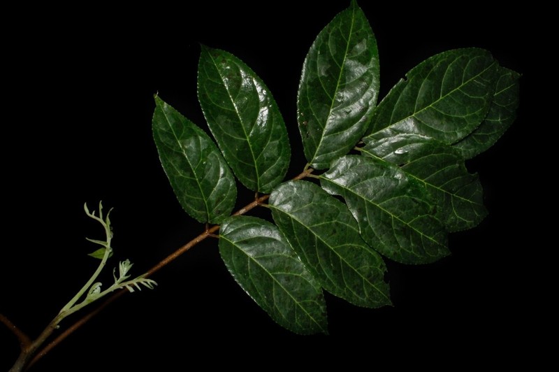 Huertea glandulosa photo 3