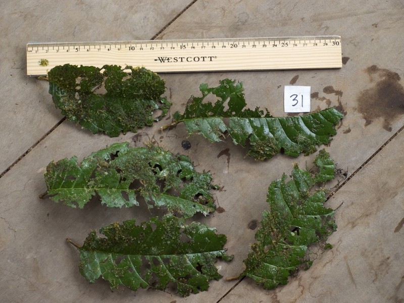 Huertea glandulosa photo 4