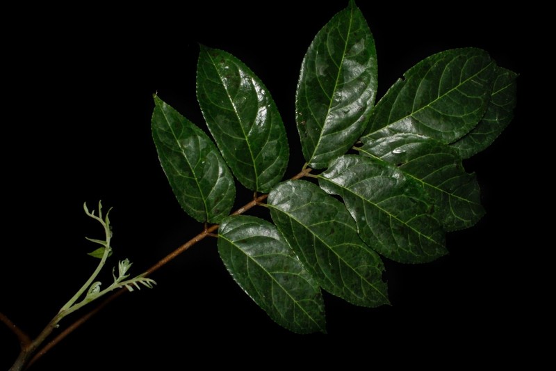 Huertea glandulosa photo 6