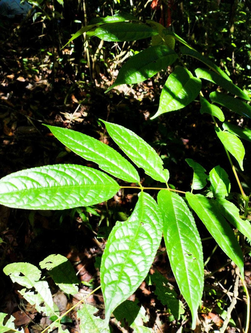 Huertea granadina photo 2