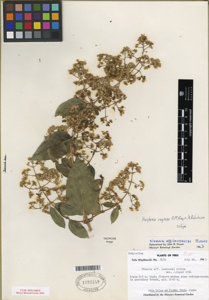 Hughesia reginae