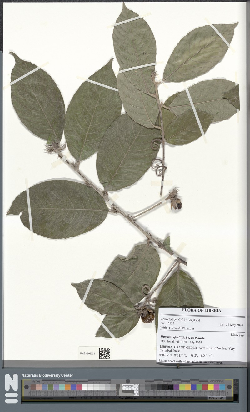 Hugonia afzelii photo 2