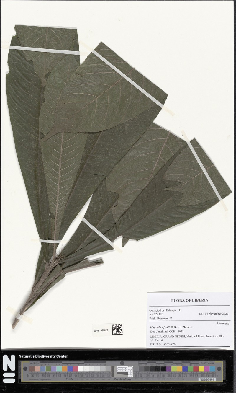 Hugonia afzelii photo 3