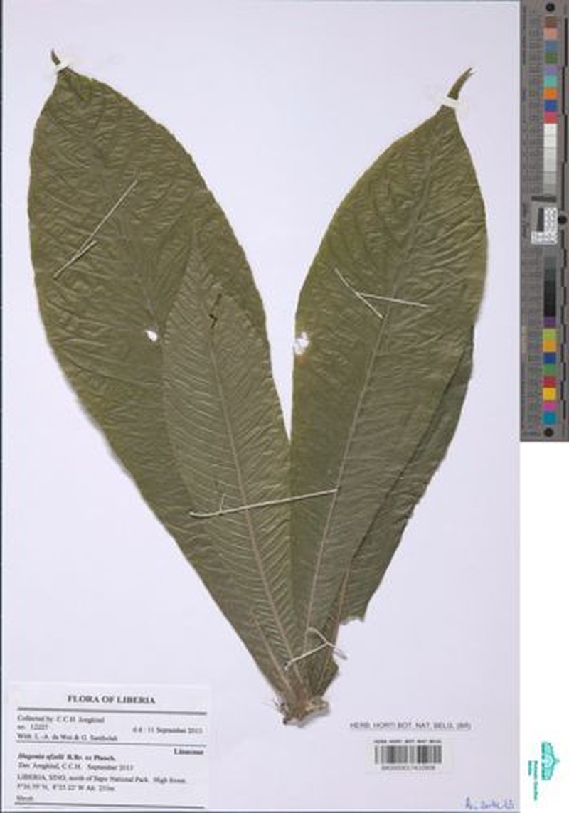 Hugonia afzelii photo 4