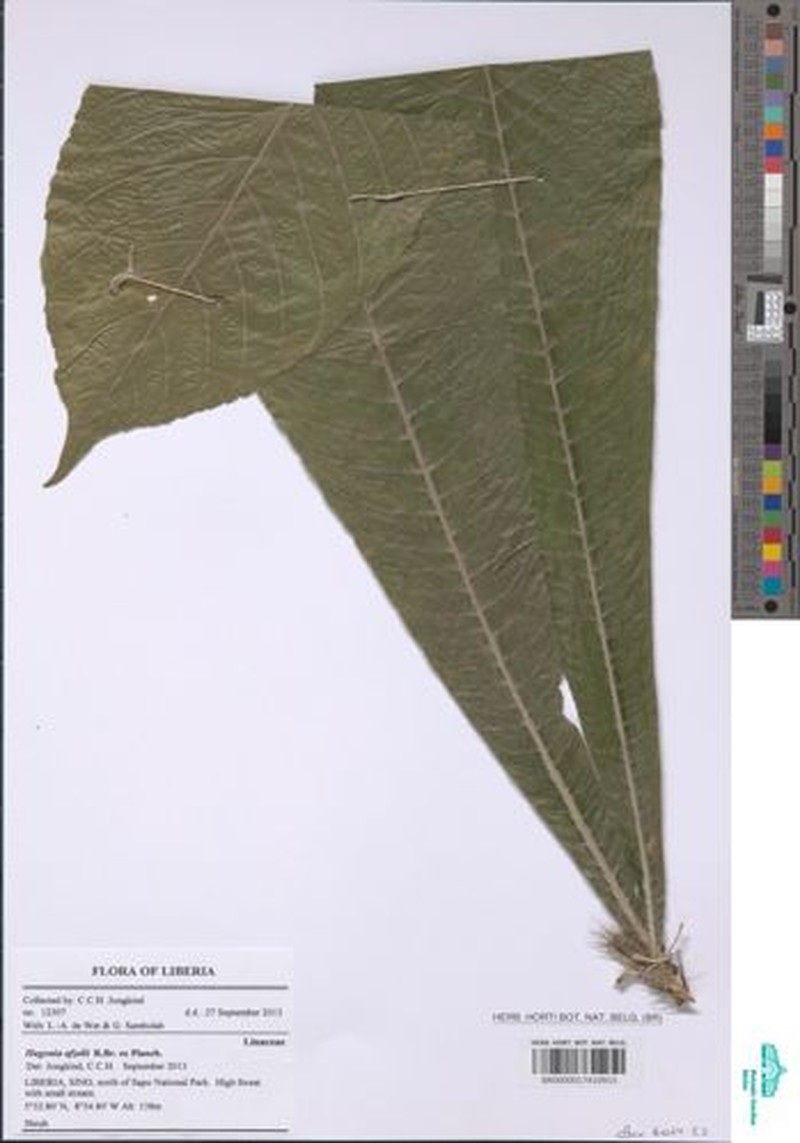 Hugonia afzelii photo 5