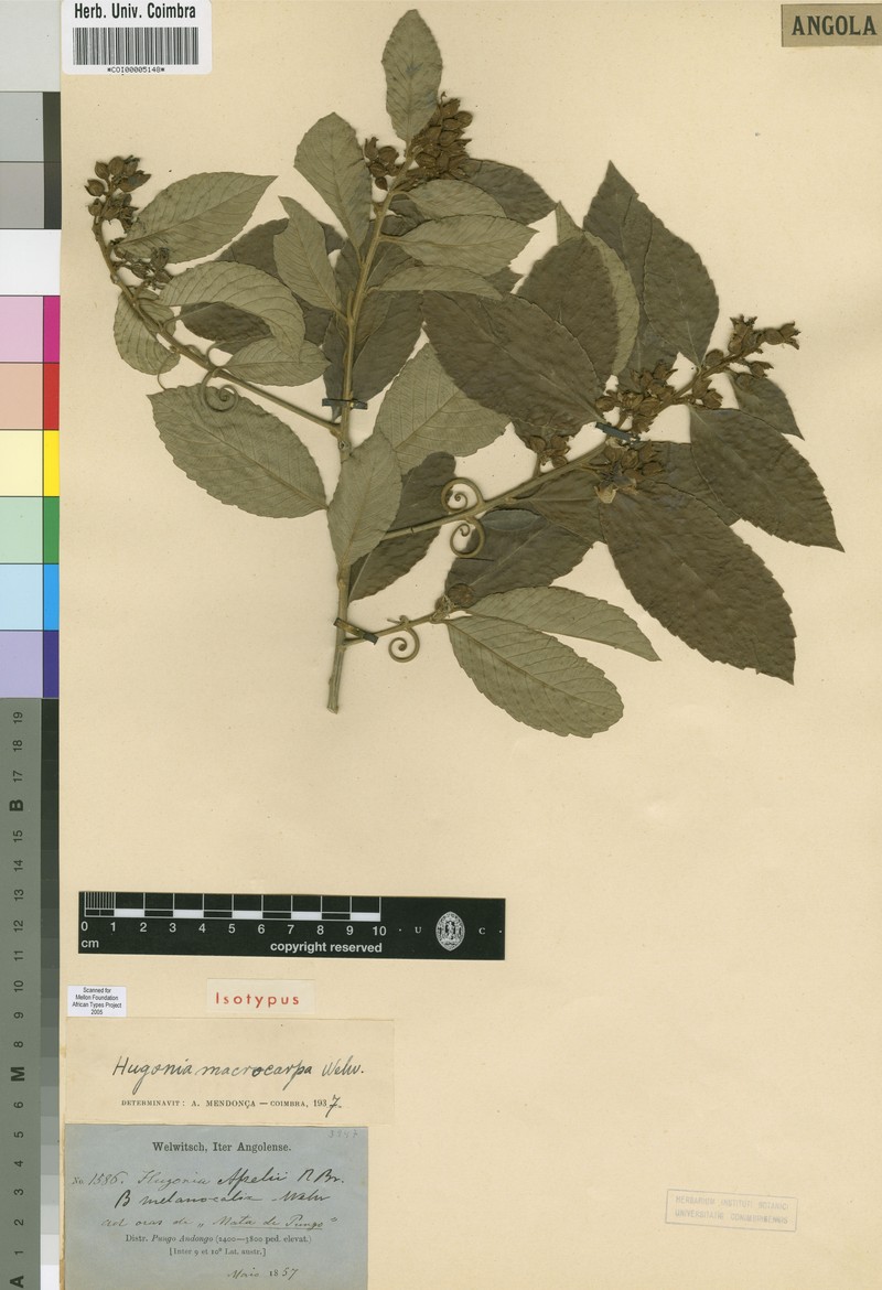 Hugonia afzelii