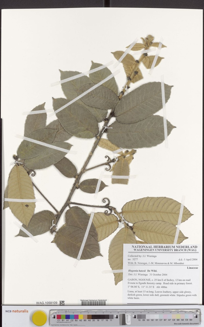 Hugonia batesii