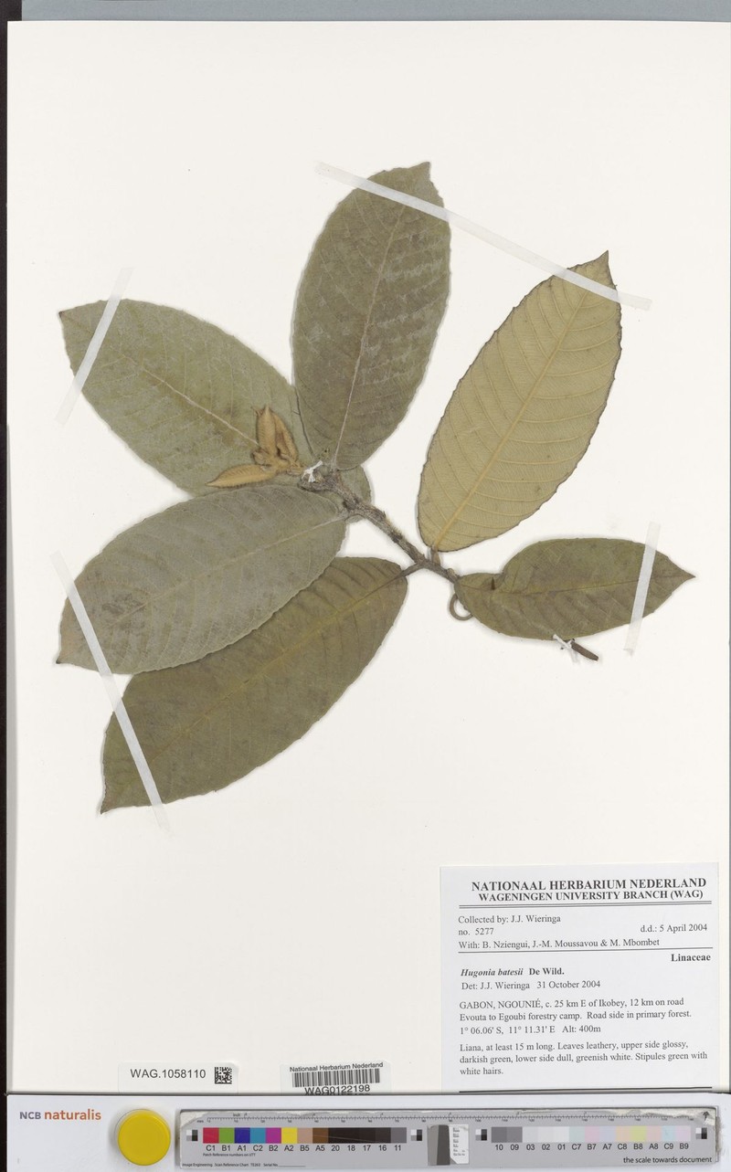 Hugonia batesii photo 2