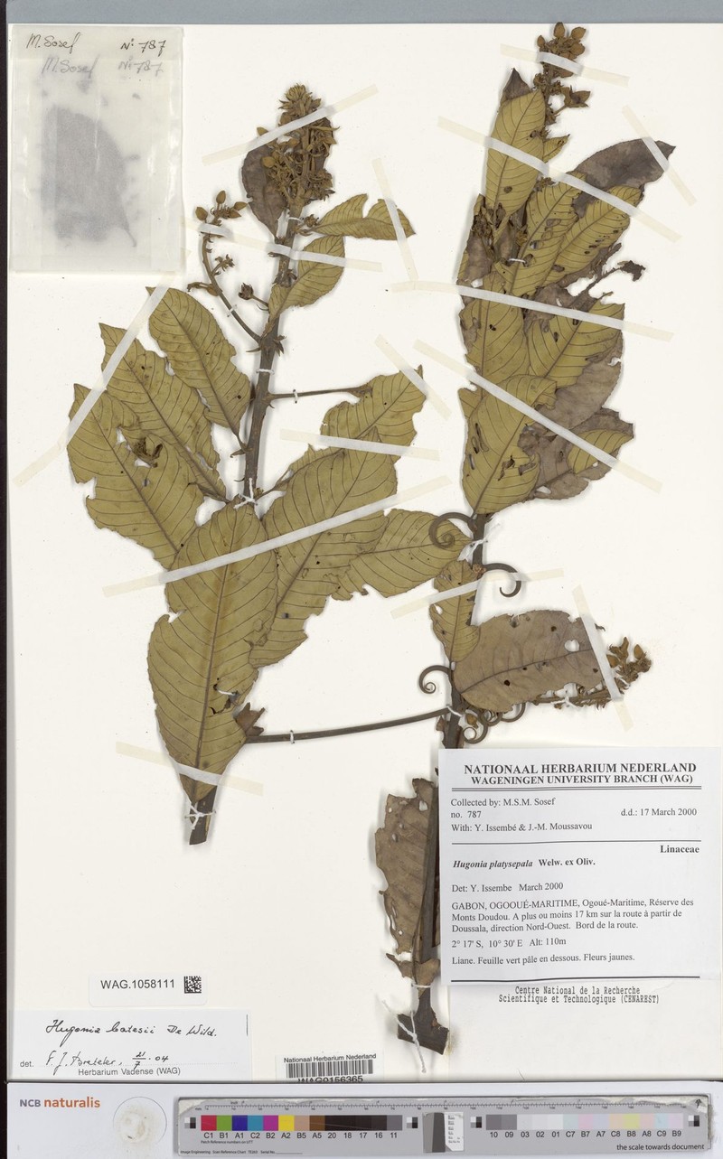 Hugonia batesii photo 3