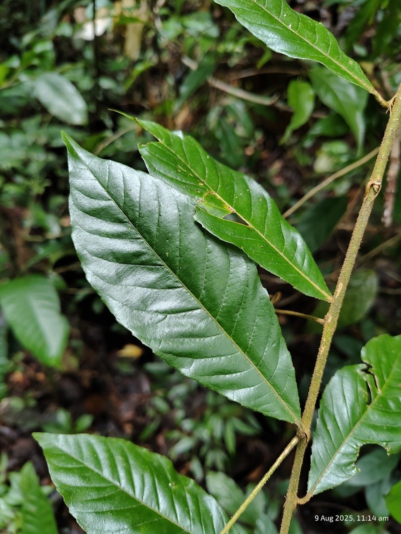 Hugonia belli