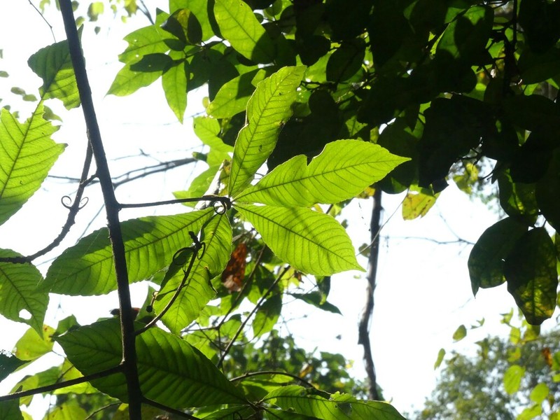 Hugonia belli photo 2