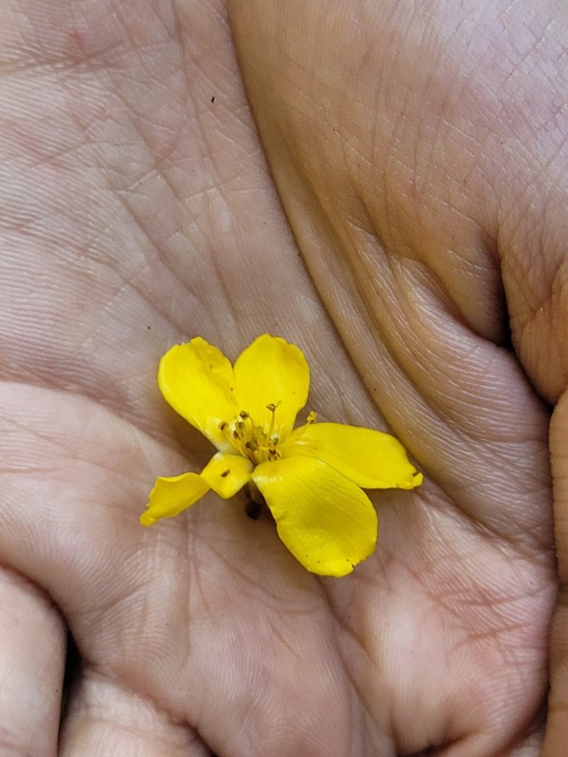 Hugonia belli photo 5