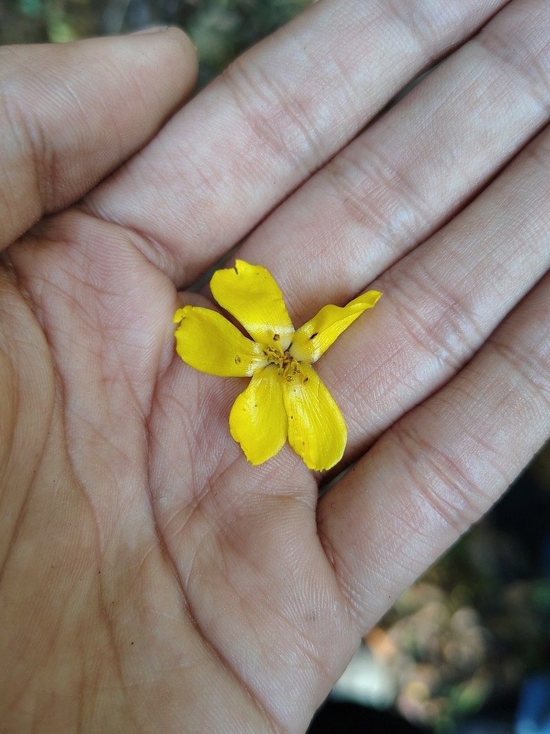 Hugonia belli photo 6