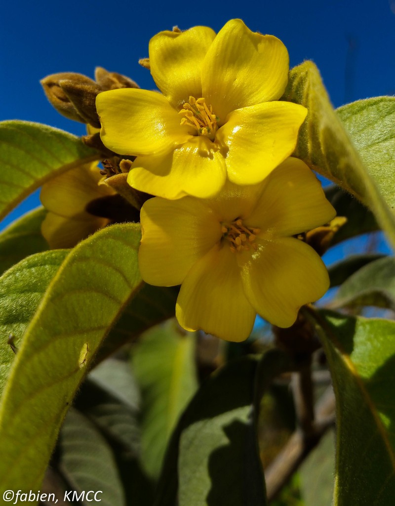 Hugonia brewerioides