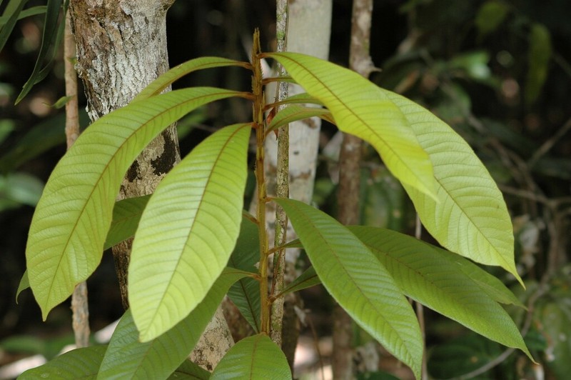 Hugonia brewerioides photo 2